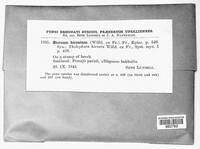 Stereum hirsutum image
